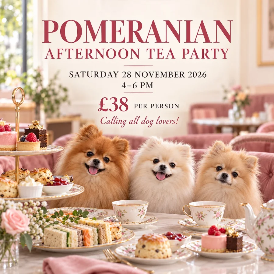 Pomeranian Afternoon Tea Party