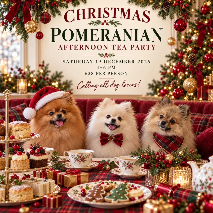 Christmas Pomeranian Afternoon Tea Party